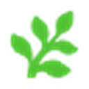 Fern